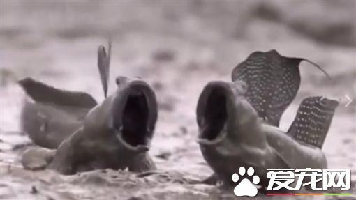 大彈涂魚張嘴互吼超療愈 吸引千萬網友觀看