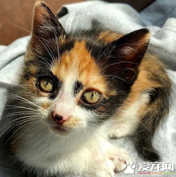 新領養的小貓咪 把狗兄弟從喪友之痛中拯救出來