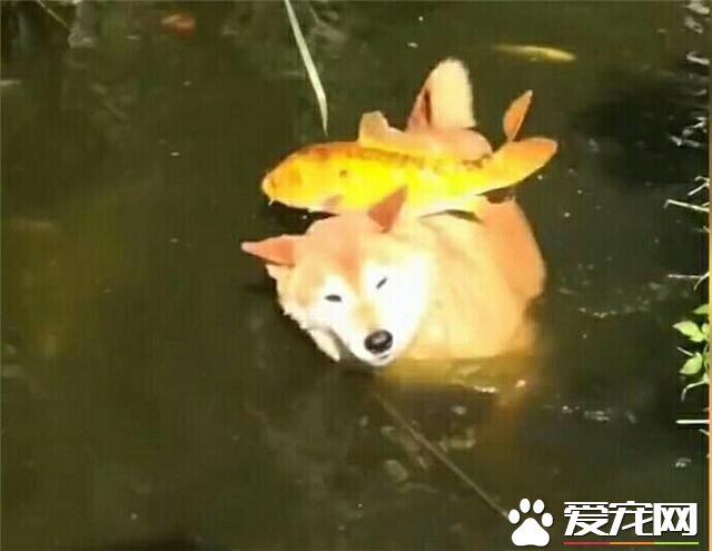 頭一次見到“鯉魚跳狗背” 錦鯉真夠調皮
