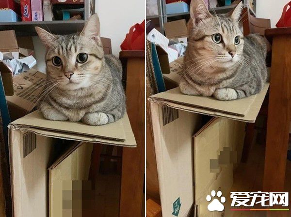 <a href=/zhonglei/mao/ target=_blank class=infotextkey>貓</a>咪輕功紙箱上飄 貓奴：想嚇死娘親我嗎
