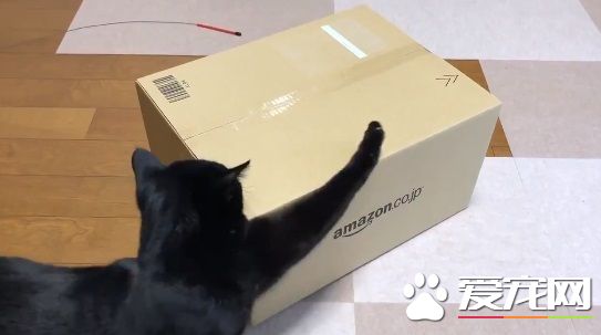 黑貓試圖打開紙箱進去玩 意外被發現是左撇子!