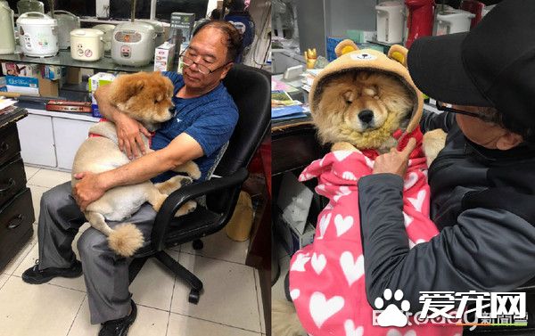 九歲松獅犬因病得福 深得阿公寵愛