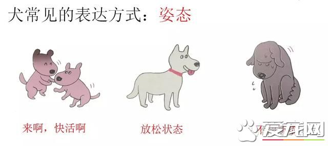 你不知道的事——寵物肢體語言