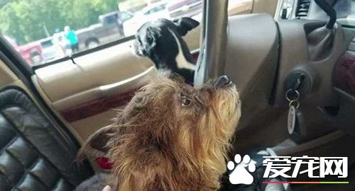 寵物狗趁主人不在發動汽車 駕車撞上商場墻壁