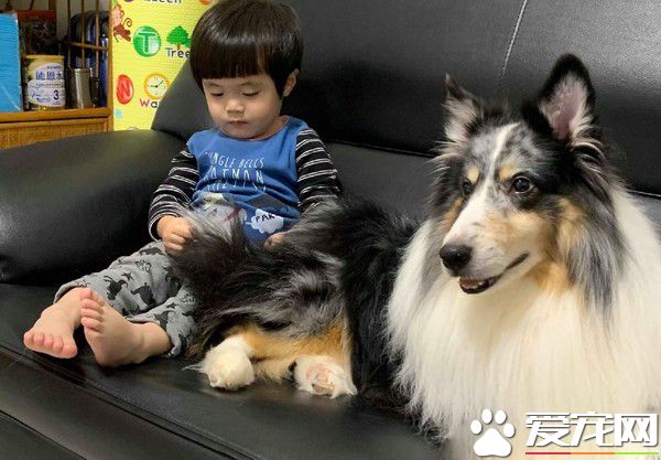 暖汪發現弟弟被罰站 便情義相挺地進去陪伴