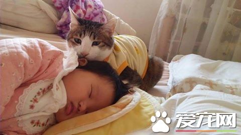 喵星人當哥哥陪伴妹妹睡覺 超溫暖的畫面