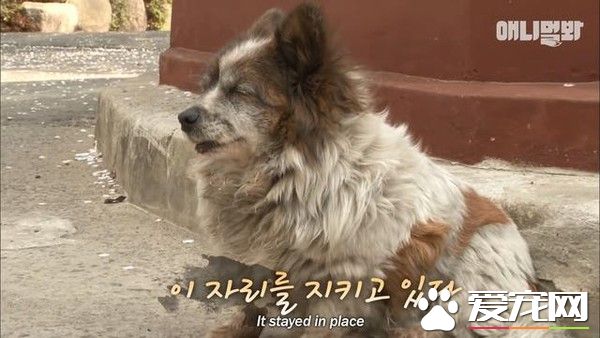 你在這等著！忠犬因為主人的謊言等候十年