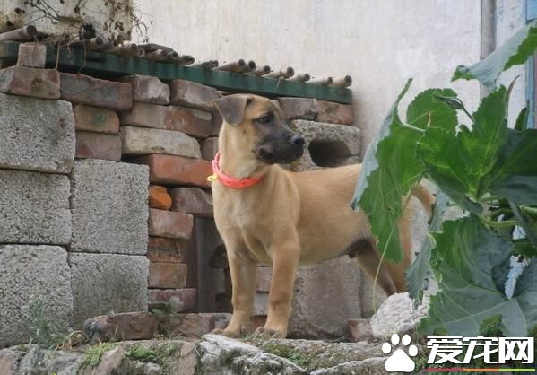 為什么農村土狗從來不得病，城市寵物狗卻總愛病懨懨？