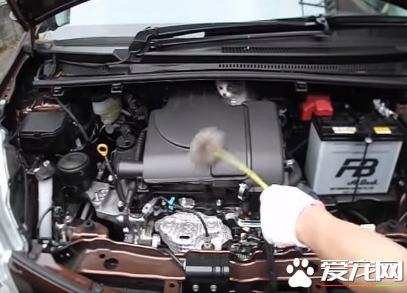 小貓誤入汽車引擎取暖 幸得橘貓呼喚有驚無險