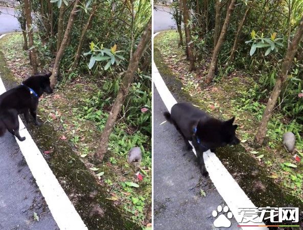 遇到了嬌客！小黑和把拔爬上遇到超可愛穿山甲