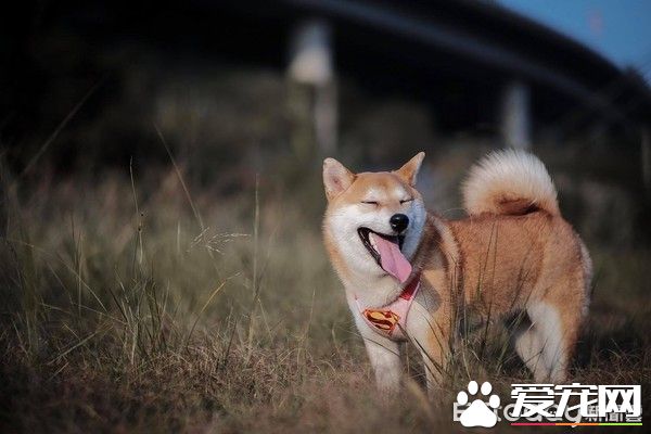超窩心！狗狗和爸爸默契十足 聽聲便能迎接爸爸