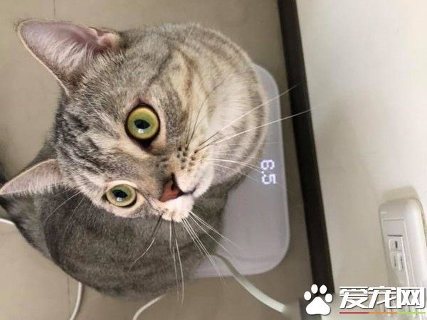 小小愛吃鬼喵星人 超注重形象完美維持身材