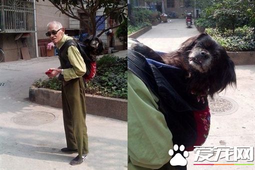 愛犬年邁癱瘓 8旬老翁不離不棄每天背它一起散步