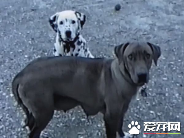 萌狗傻傻聽不懂主人指令 同伴無奈當場動手教學