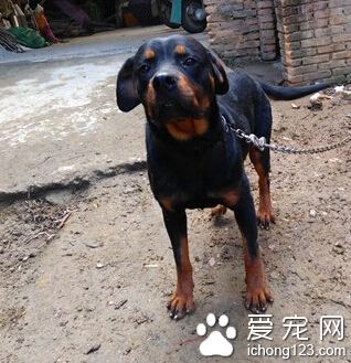 一只小羅威納犬闖禍 把雞鴨孔雀咬死了