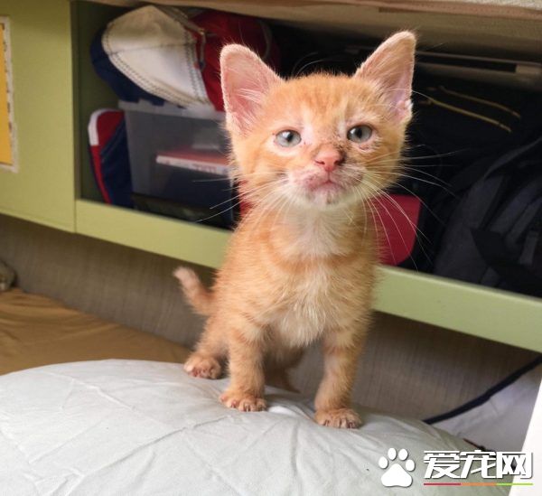 奇妙的命運安排 小浪貓成為環游世界的水手貓