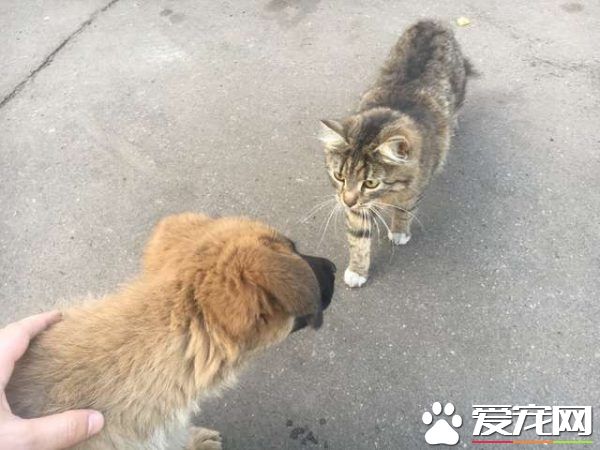 浪浪磁場的俄國男子 上班連撿命中注定的貓狗