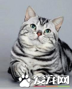 十大最受歡迎的寵物貓品種排行榜