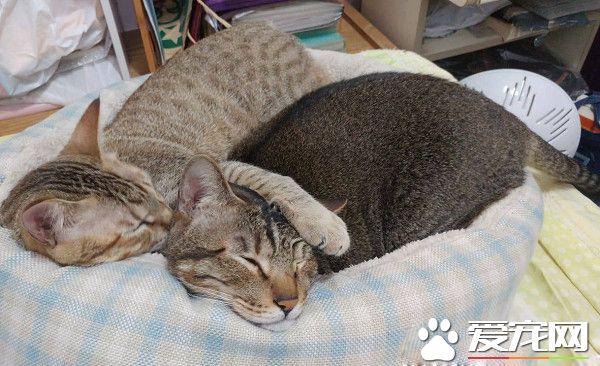 以前的三條街的街貓老大 現在被弟弟霸凌熱情舔毛