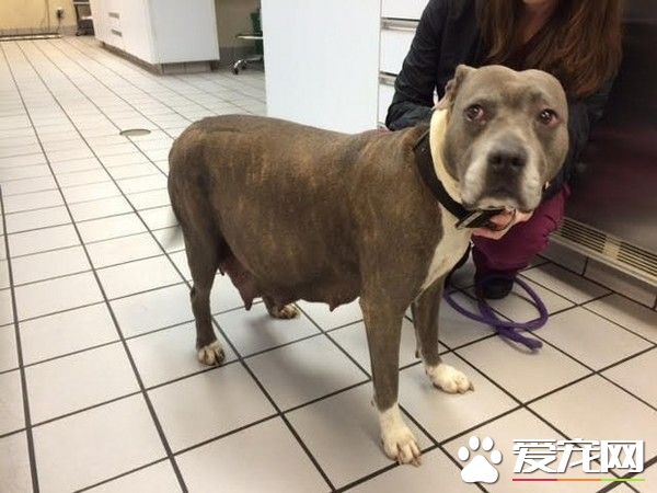 垃圾桶傳奇怪聲響 待產比特犬竟鎖死在里面