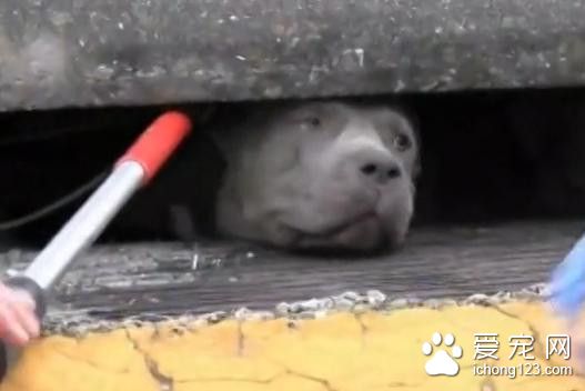 斗牛犬被卡在下水道 被救出的一瞬間世界都亮了