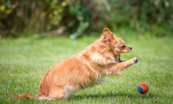 被博美犬咬出血了