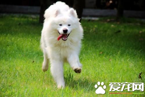你想養中大型狗狗嗎？這幾款可能對你胃口哦！
