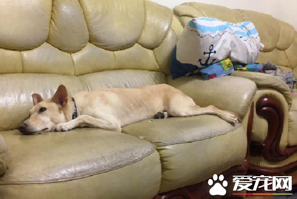米克斯拆家讓中途媽媽擔憂退養 幸遇19歲超有愛小主人