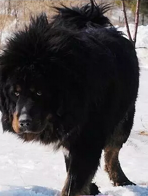 高加索犬和藏獒的體型、性情、犬種特點有什么區別