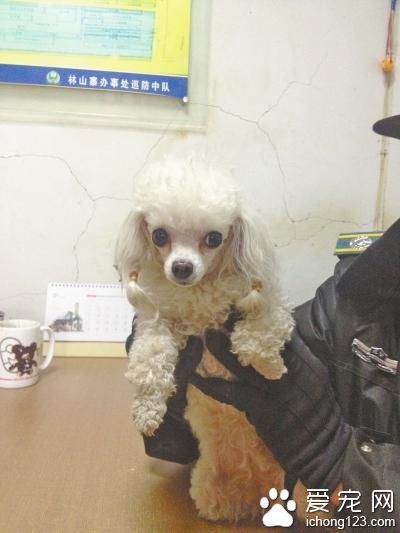 迷路貴賓犬在馬路獲救 小狗主人急需來認領