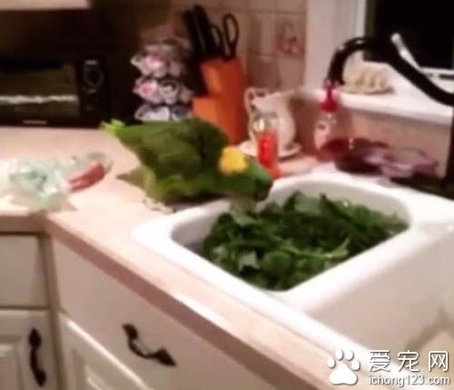 鸚鵡中二的程度并不亞于人類啊，叫它往東它偏往西！