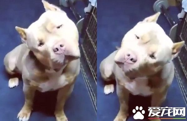 狗狗長的非常像李榮浩 更是能聽著音樂萌歪頭