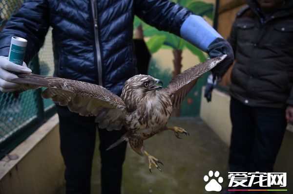霧霾太重大鵟看不見獵物 竟餓暈在農家稻田
