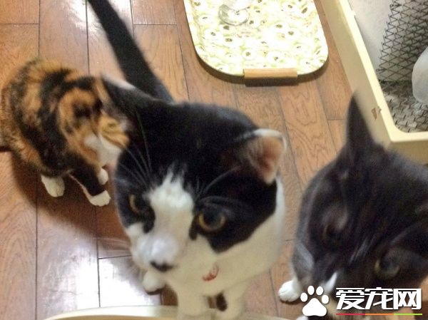 等飯時總被揍 被弟弟霸凌的可憐貓大福