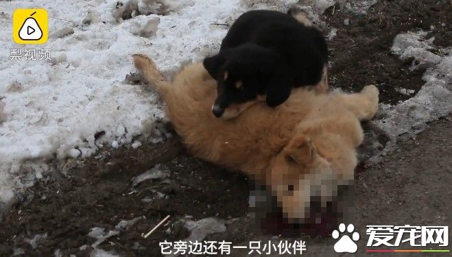 小黃狗不慎被車輛撞死 黑狗同伴陪伴久久不肯離去