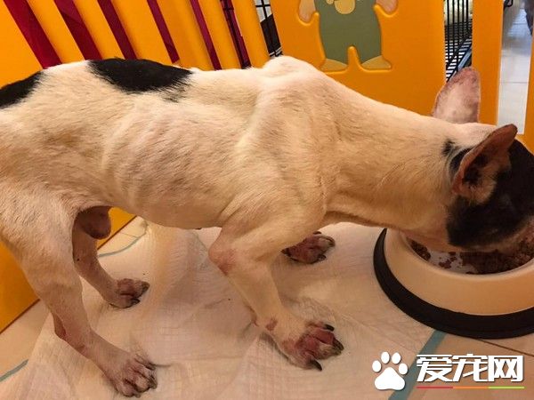 狗狗被遺棄在天橋吹風 法斗慘變骷髏見食物就狂吃