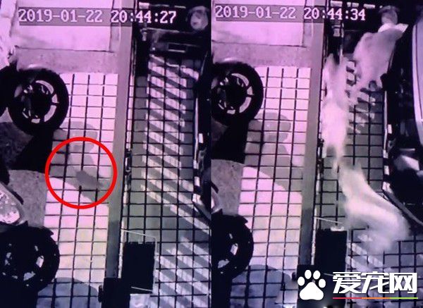 老鼠從外頭偷熘進家 才剛踏進門遭整群柴柴包圍