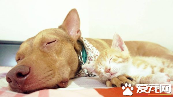 溫暖！治愈犬和愛人貓的大家庭 有故事的一狗三貓