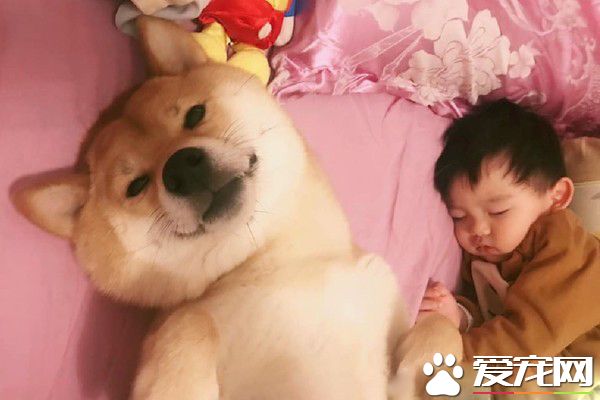 啊柴每晚都要霸占床位 和人類弟弟一起牽手入睡