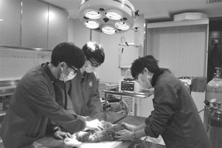 一天吃一豬蹄 可卡犬5天難排便
