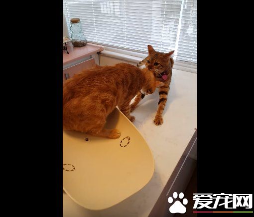超有義氣的一只貓 要逃命也絕不丟下同伴!
