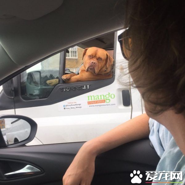 坐物流車的吉祥物狗狗 可愛模樣成最萌地標