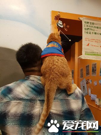 上班打掃還要充當貓咪坐騎 還得獻上拍屁股服務