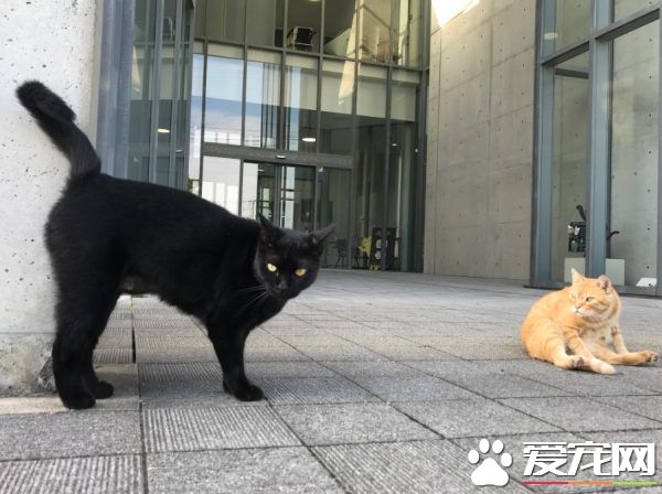 喵星人想進美術館 和保全的攻防互動在網絡上爆紅