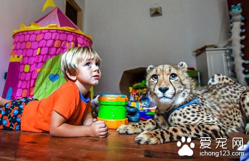 南非小兄妹與獵豹幼崽一同生活 結下不解之緣