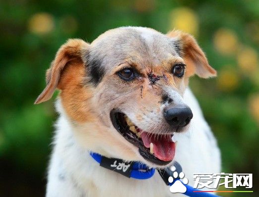狗狗臉上破洞飛美手術 傷口駭人拖四小時才入境