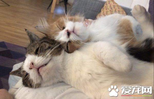 根本是命中注定 無鼻樑貓遇到一樣長相的貓哥哥