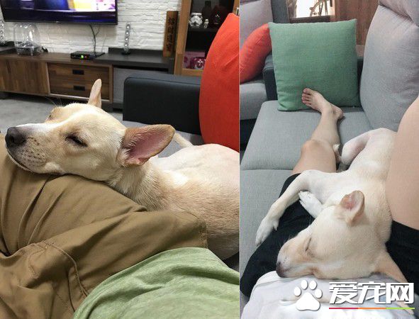 米克斯汪肚子餓刻意叼飯碗 暗示主人快放飯