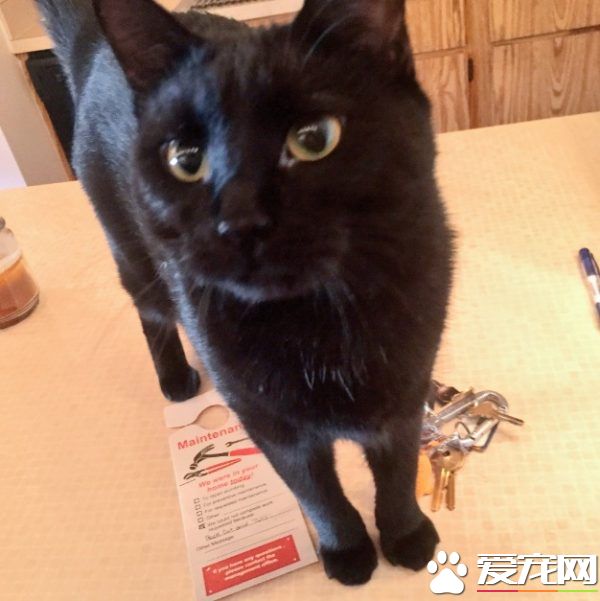 修繕員無功而返留下紙條 原來黑貓監工不準進門