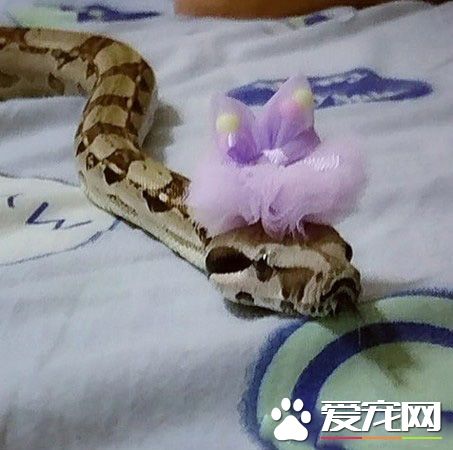 蛇也有親人的一面 媽媽與蛇一起玩平板超溫馨！